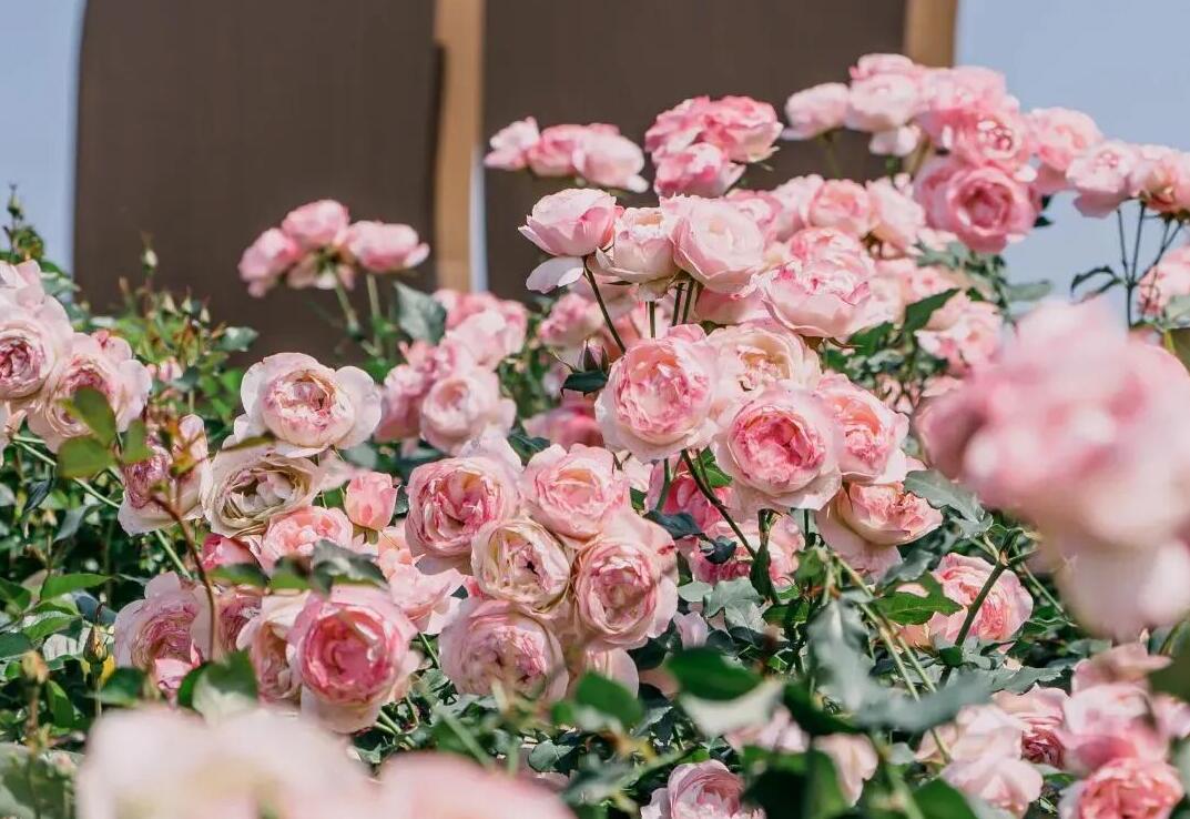 2000㎡花海！宝安给自己修了座「莫奈花园」