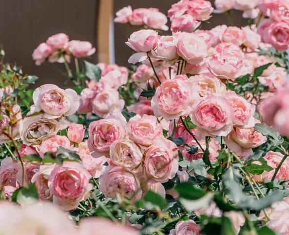 宝安给自己修了座「莫奈花园」