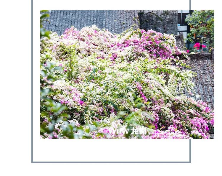 龙岗的春天，美得不讲道理！这份赏花地图快收藏→