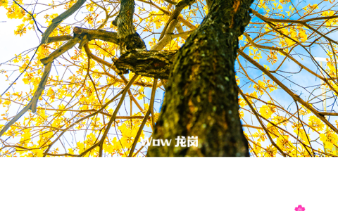 龙岗的春天，美得不讲道理！这份赏花地图快收藏→