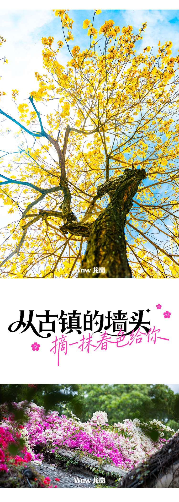 龙岗的春天，美得不讲道理！这份赏花地图快收藏→
