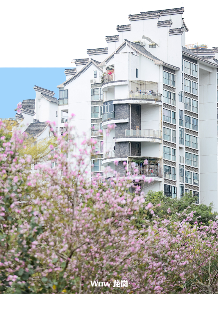 龙岗的春天，美得不讲道理！这份赏花地图快收藏→