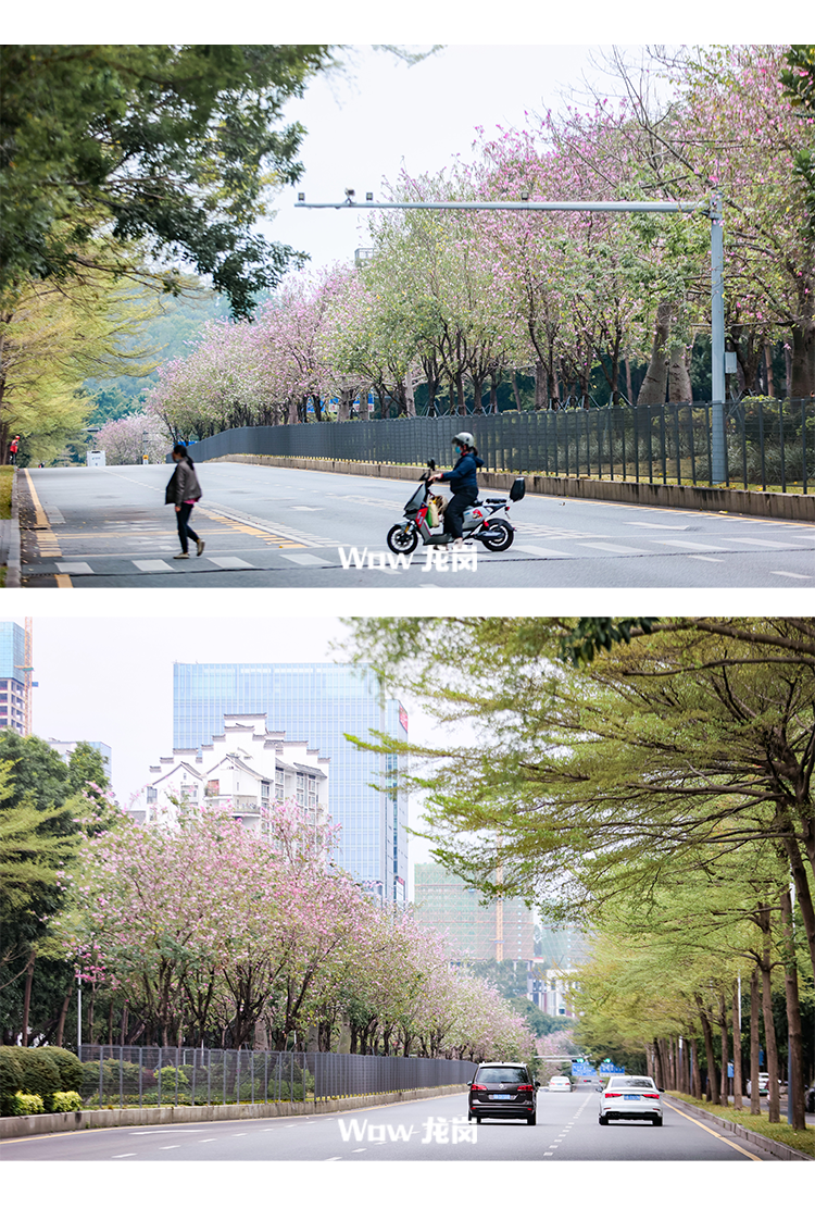 龙岗的春天，美得不讲道理！这份赏花地图快收藏→