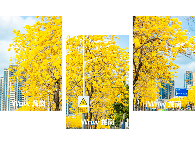 龙岗的春天，美得不讲道理！这份赏花地图快收藏→