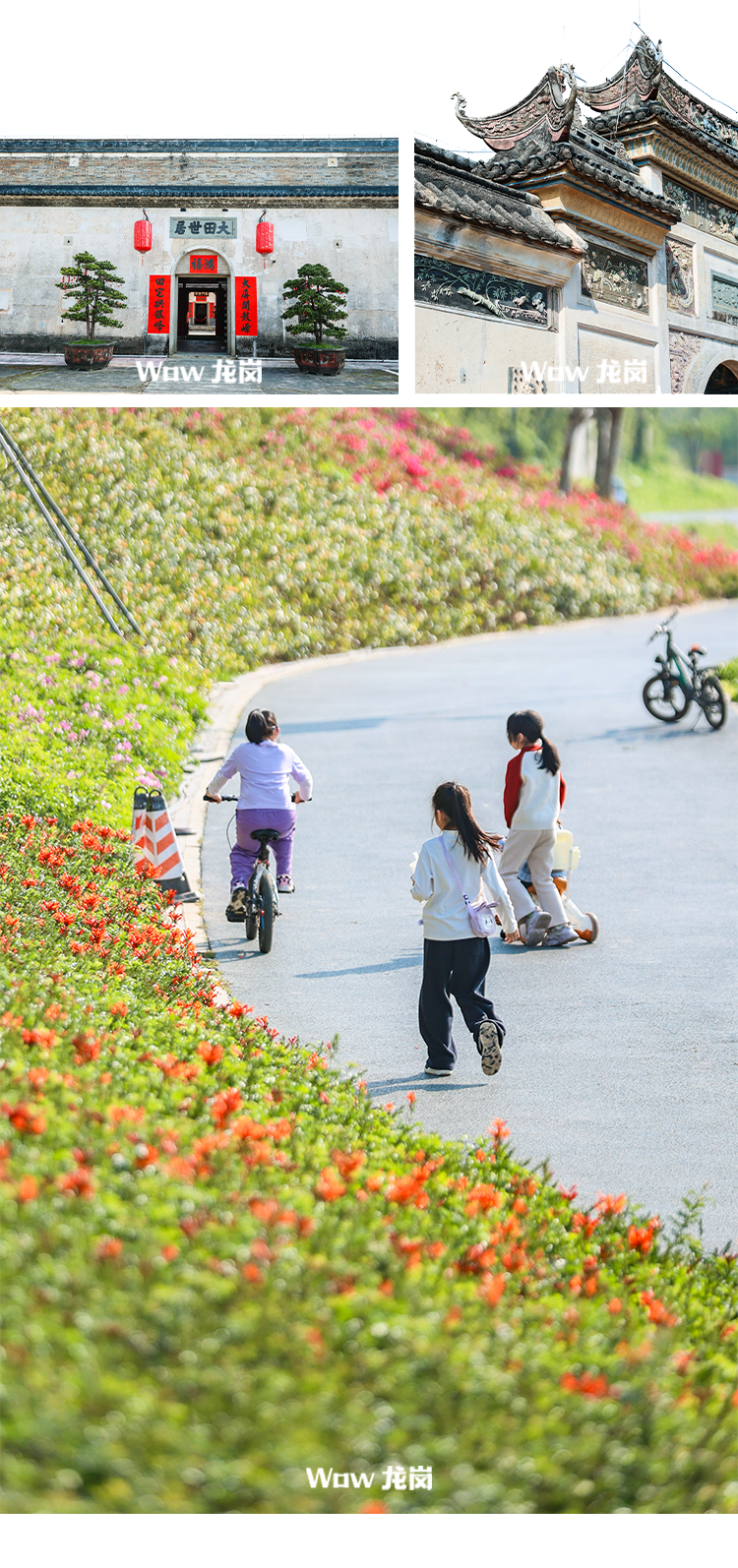 龙岗的春天，美得不讲道理！这份赏花地图快收藏→