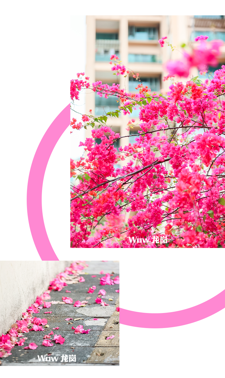 龙岗的春天，美得不讲道理！这份赏花地图快收藏→
