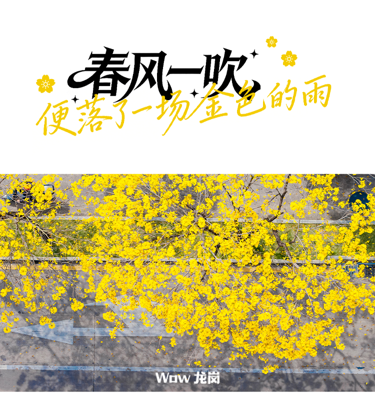 龙岗的春天，美得不讲道理！这份赏花地图快收藏→