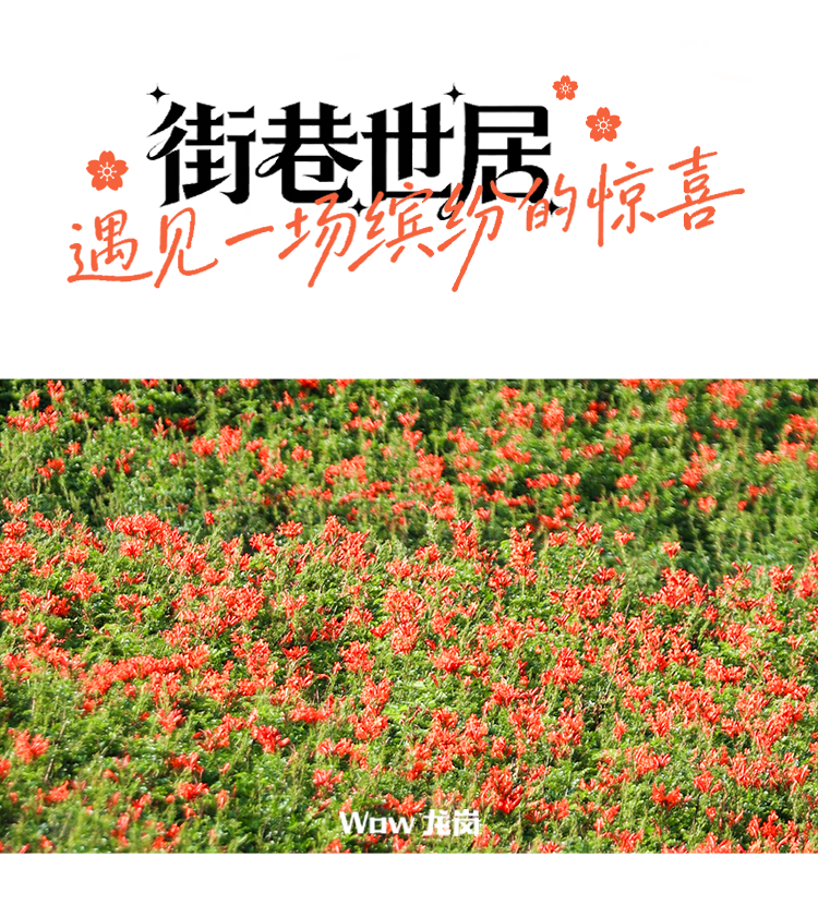 龙岗的春天，美得不讲道理！这份赏花地图快收藏→