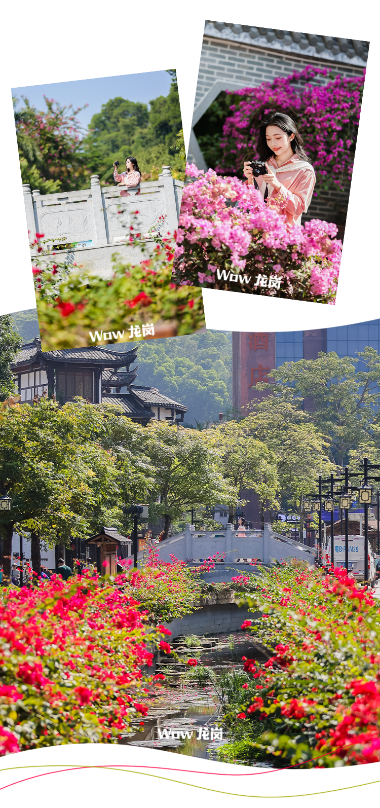 龙岗的春天，美得不讲道理！这份赏花地图快收藏→