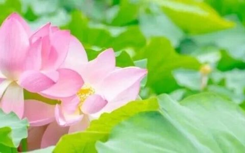 免费乘坐！双层巴士带你打卡百万朵荷花！