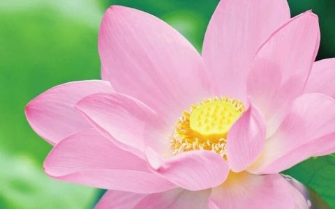 深圳夏日顶流！洪湖公园来赏荷